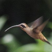 Long-billed Hermit